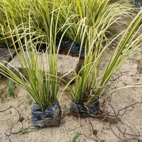 福建金叶石菖蒲价格 金叶石菖蒲小苗种植基地出售 厂家直销