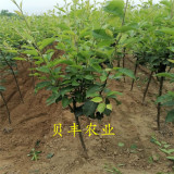 新品種梨樹(shù)苗哪里有 2公分秋月梨樹(shù)苗 晚熟梨樹(shù)苗哪里有