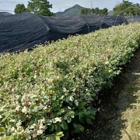 雪花木批发报价 雪花木小苗种植基地出售