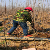 樱桃树苗适合什么时候种植哪  3月份种植樱桃苗