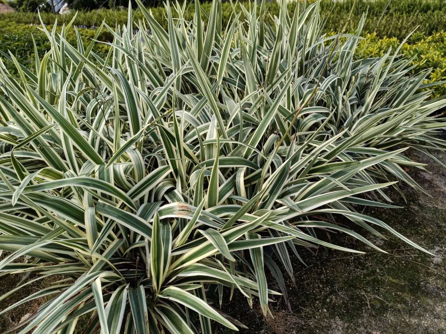 银边山菅兰花期图片