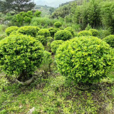 1米黃金葉球價格 福建黃金葉球批發(fā)基地