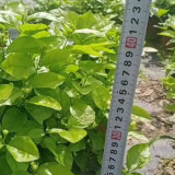 30-40公分茉莉花杯苗价格 福建茉莉花批发基地