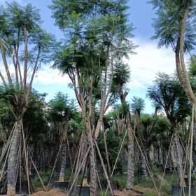 蓝花楹树苗 基地供应12公分蓝花楹 蓝花楹价格