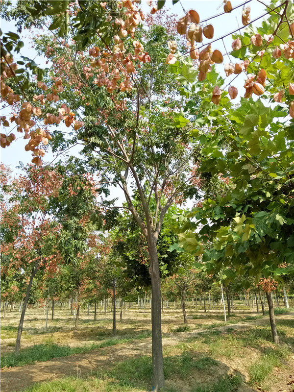 欒樹(shù)