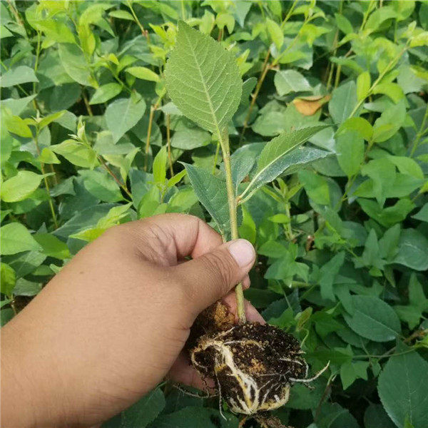 吉塞拉砧木苗