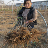 苹果苗品种介绍哪个品种好销售好品种苹果苗多少钱一株