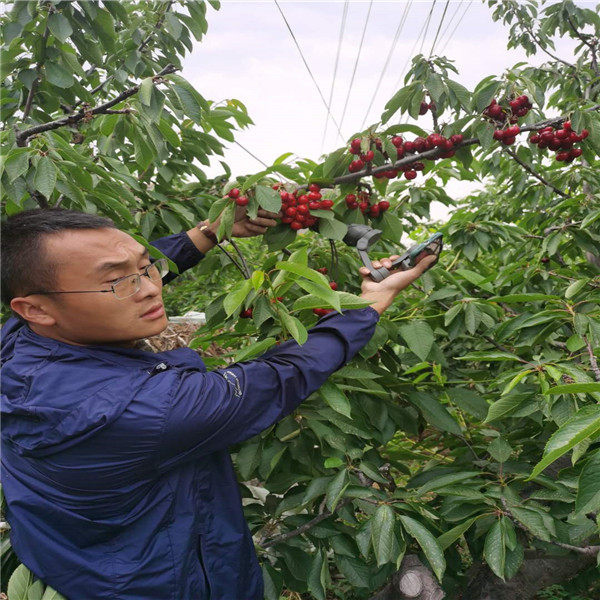 矮化齐早樱桃苗