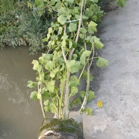 丛生木芙蓉芙蓉花拒霜花