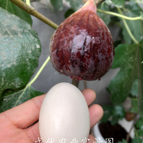 山东无花果树苗基地 现出售1公分无花果树苗