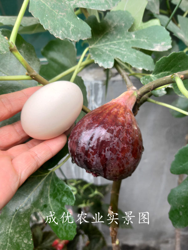 无花果树苗