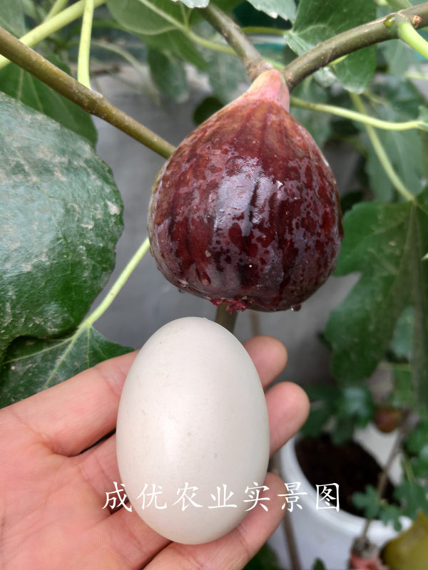 无花果树苗