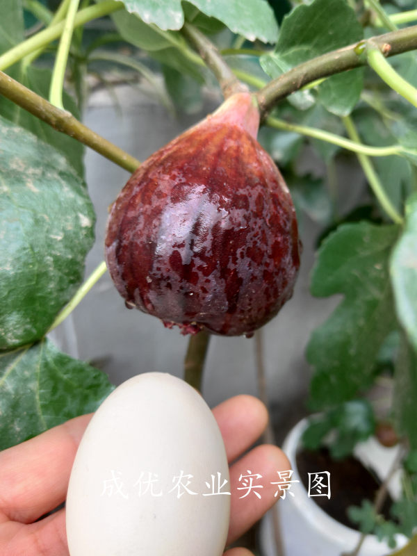 无花果树苗