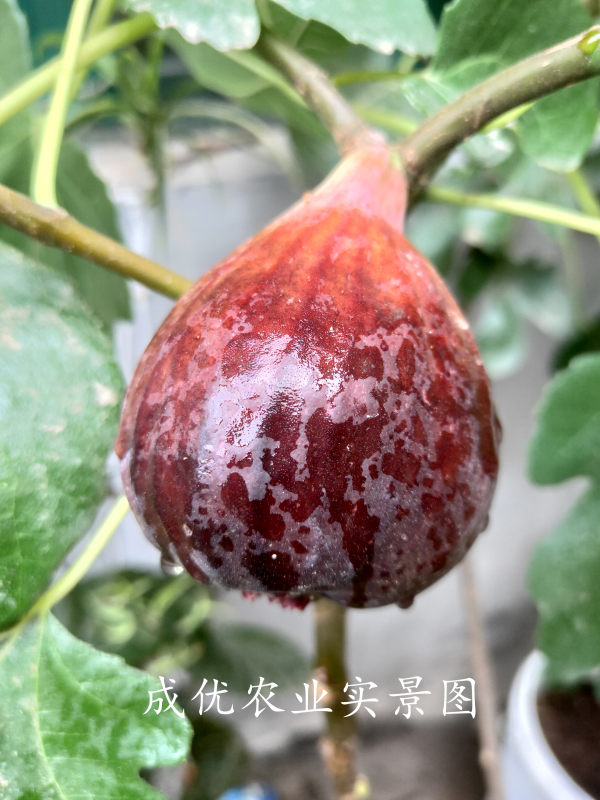 无花果树苗