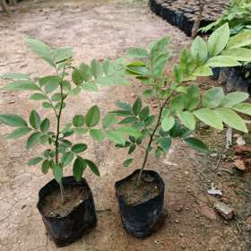 海南黄花梨种苗小苗价格 哪里有卖海南黄花梨树苗