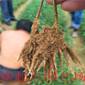 吉塞拉6號12號矮化櫻桃苗砧批發(fā) 櫻桃苗砧木基地報價多少錢