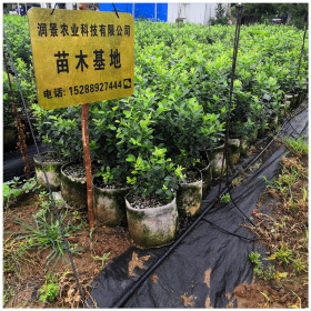 供應(yīng)藍豐藍莓苗 中熟品種 適合北方種植的藍莓苗