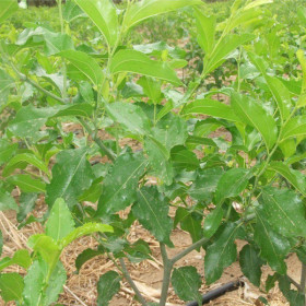 枣树苗种植环境 枣树苗种植技术