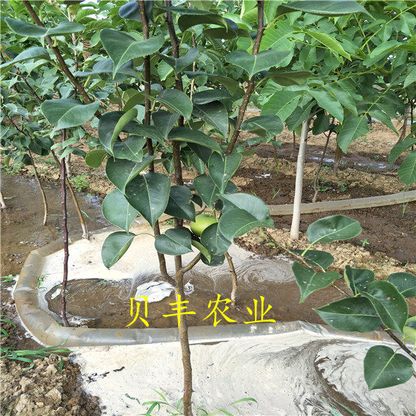 玉露香梨樹(shù)苗