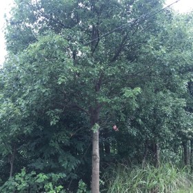 香樟树价格 湖北香樟种植基地