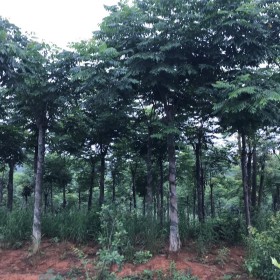 移植栾树批发价格 湖北移植栾树种植基地