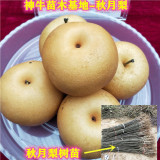 梨樹苗批發(fā)價(jià)格 新品種梨樹苗基地 山東梨樹苗那里多