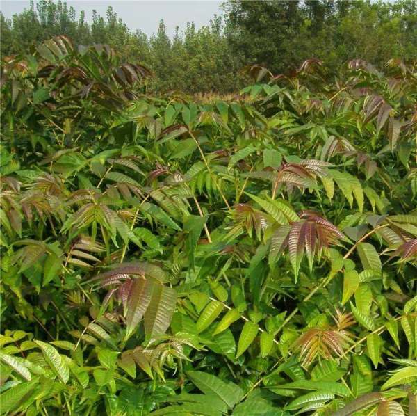 山东香椿苗-种植基地直销-提供种植技术