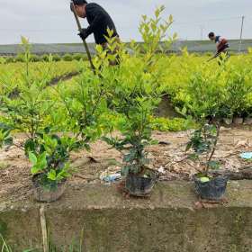 金森女贞杯苗批发 价格 金森女贞基地