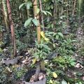 贵州哪里的油麻藤种植数量大，批发基地百万工程苗