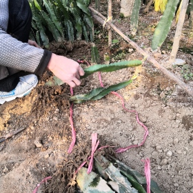 紅心火龍果苗視頻基地 哪里有紅心火龍果苗賣