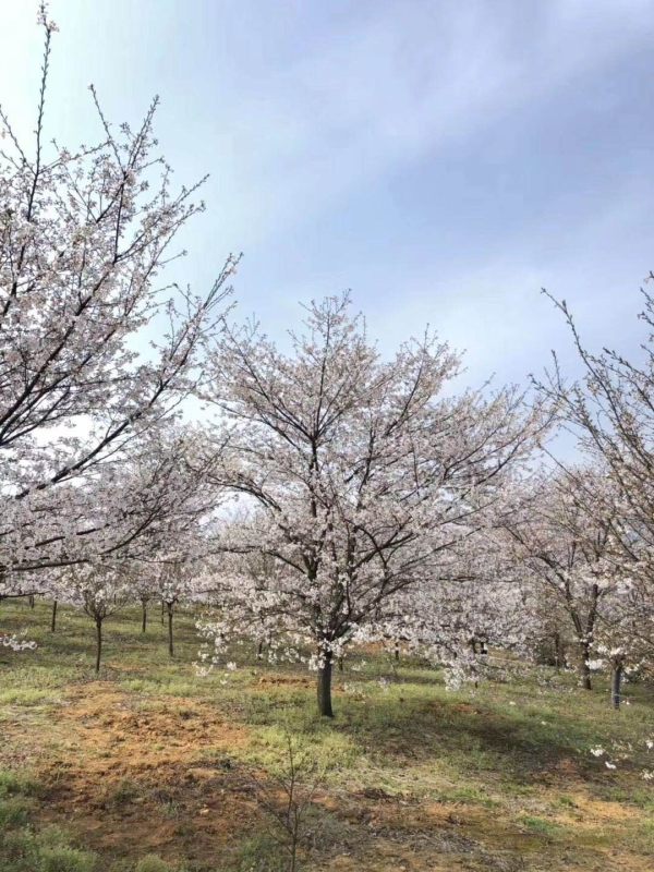 樱花树