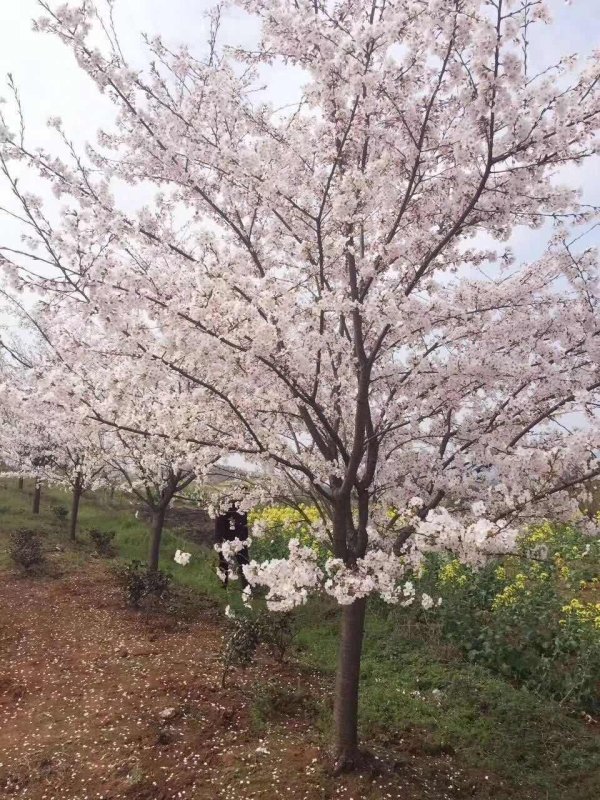 櫻花樹