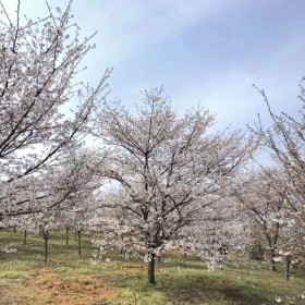 哪里有賣(mài)櫻花苗  櫻花苗價(jià)格