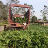 福建蒲葵 蒲葵苗批發(fā) 種植基地直銷