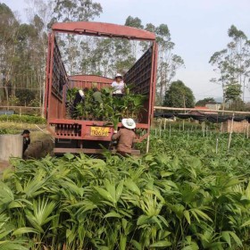 福建蒲葵 蒲葵苗批发 种植基地直销