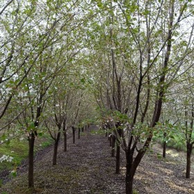 櫻花樹(shù)苗價(jià)格表  櫻花苗批發(fā)基地