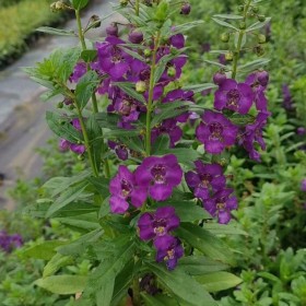 香彩雀价格 香彩雀花苗 福建大型香彩雀基地直供