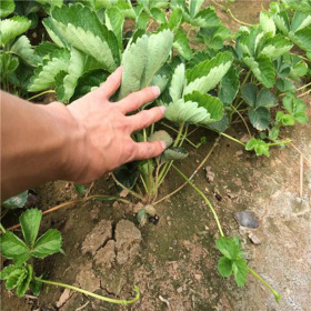 豐香草莓苗基地直銷 桃熏草莓苗基地直銷 草莓苗量大從優(yōu)