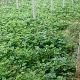 妙香七號草莓苗價格 賽娃草莓苗基地直銷 草莓苗量大優(yōu)惠