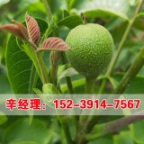 核桃樹苗價(jià)格_河南核桃樹苗_洛陽核桃樹苗批發(fā)價(jià)格