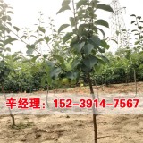 河南梨树苗供应_安阳梨树苗报价_林州梨树苗基地