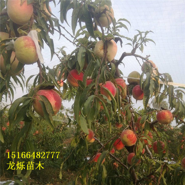 映霜紅桃優(yōu)質(zhì)桃苗