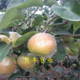 梨樹(shù)苗新品種有哪些 2公分梨樹(shù)苗價(jià)格 梨樹(shù)苗幾年結(jié)果