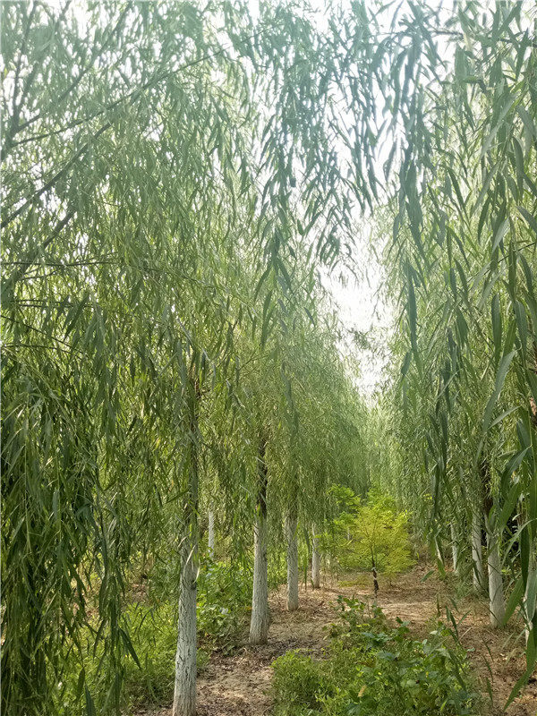 垂柳价格