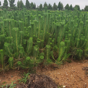 黑松树苗，黑松小苗大量供应，黑松苗价格