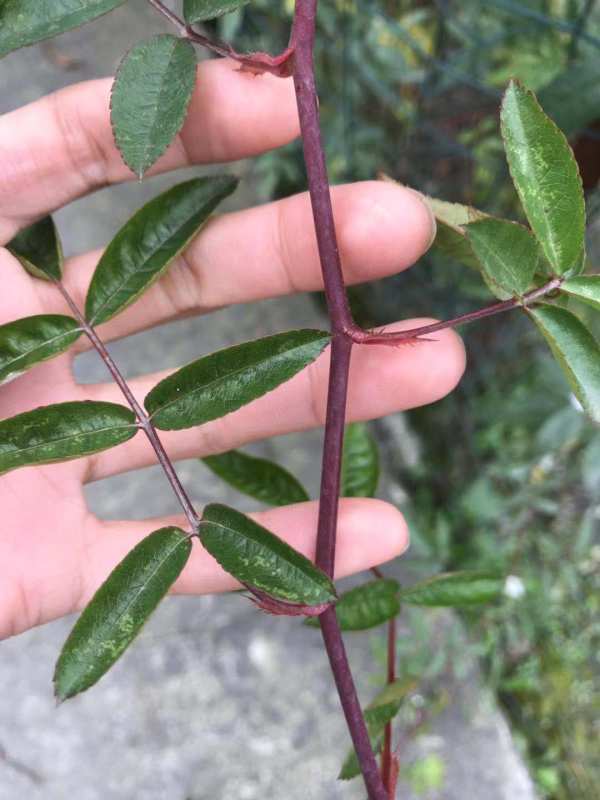 大花月季种植基地