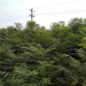 大紅袍花椒苗基地 大紅袍花椒苗繁育方法  提供種植技術(shù)資料