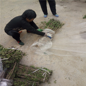 大红袍花椒苗基地 大红袍花椒苗详情论述  提供种植技术资料