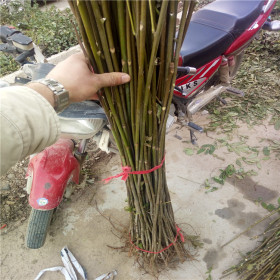 想栽植红油香椿苗、红油香椿苗好苗批发、红油香椿苗多钱一棵