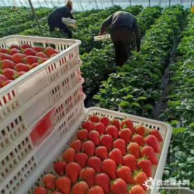 奶油草莓苗价格、奶油草莓苗适合大棚种植的品种